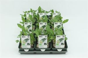 Afbeelding van Kool. Koolrabi Wit Bio Set(x9)